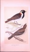 Lapland Bunting Rev Morris First Edition Antique Woodblock Engraving-149
