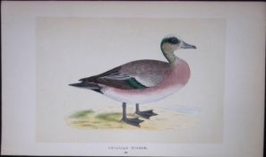 American Wigeon Duck Bird- Rev Morris First Edition Antique Woodblock Engraving-92