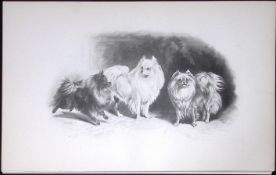Pomeranians Antique Book Plate Rawdon Lee Modern Dogs 1894-19