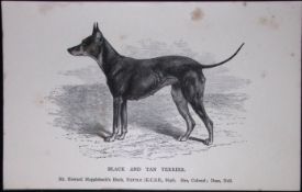 Black & Tan Terrier British Dogs by Hugh Dalziel 1889 Antique Book Plate-51