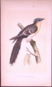 Great Spotted Cuckoo Bird- Rev Morris First Edition Antique Woodblock Engraving-123
