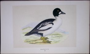 Golden-Eye Duck Bird- Rev Morris First Edition Antique Woodblock Engraving-110