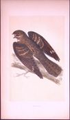 Nightjar Bird- Rev Morris First Edition Antique Woodblock Engraving-126