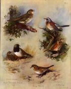 The Thrush Family Archibald Thorburn Antique 1916 Large Bird Lithograph-1.