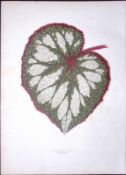 Begonia Rex Flower Antique Shirley Hibbard Greenhouse Coloured Print-1
