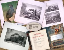 Job-Lot J.G. Millais Rare Limited-Edition Polecat Family Species Antique Prints-21