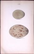 Great Bustard-William Hewitson Antique Nests & Eggs of British Birds Print-44