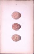 Kestrel & Merlin Hewitson Antique Nests & Eggs of British Birds Print-10
