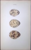 Roseate Tern Hewitson Antique Nests & Eggs of British Birds Print-108