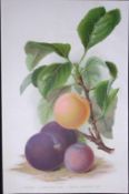 Selection Species of Plums Antique Edwardian Robert Thompson Coloured Print-7