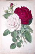 Beautiful Roses Flower Antique Robert Thompson Hand Coloured Print-4