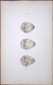 Green Sandpiper -William Hewitson Antique Nests & Eggs of British Birds Print-84