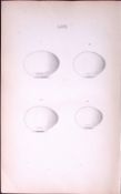 Ring, Stock, Dove-William Hewitson Antique Nests & Eggs of British Birds Print-50