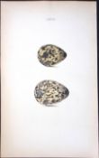 Dotterel -William Hewitson Antique Nests & Eggs of British Birds Print-76