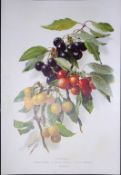 Selection Species of Cherries Antique Edwardian Robert Thompson Print-3