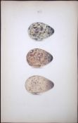 Greenshank Species -William Hewitson Antique Nests & Eggs of British Birds Print-85