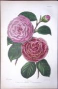 Camellias Flower Antique Robert Thompson Hand Coloured Print-3