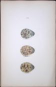Purple Sandpiper -William Hewitson Antique Nests & Eggs of British Birds Print-92