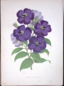 Pleroma Sarmentosa Flower Antique Shirley Hibbard Greenhouse Coloured Print-20