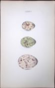 Noddy & Lesser Turn Hewitson Antique Nests & Eggs of British Birds Print-106