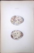 Kittiwake William Hewitson Antique Nests & Eggs of British Birds Print-103