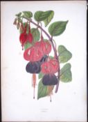 Fuchsia Flower Antique Shirley Hibbard Greenhouse Coloured Print-29