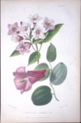 Weigela & Lapageria Rosea Antique Robert Thompson Hand Coloured Print-5