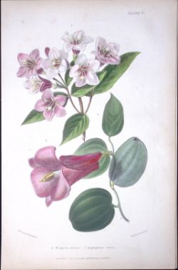 Weigela & Lapageria Rosea Antique Robert Thompson Hand Coloured Print-5