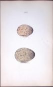 Water & Moor Hen - William Hewitson Antique Nests & Eggs of British Birds Print-42