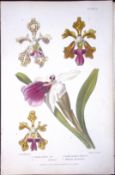 Selection of Orchids Antique Robert Thompson Hand Coloured Print-12