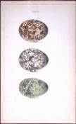 Norfolk Plovers-William Hewitson Antique Nests & Eggs of British Birds Print-43