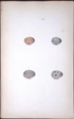 Tree Sparrow Species William Hewitson Antique Nests & Eggs of British Birds Print-60