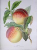Selection Species of Peaches Antique Edwardian Robert Thompson Print-2