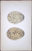 Black-Backed Gull-William Hewitson Antique Nests & Eggs of British Birds Print-99