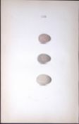 The Cuckoo Family William Hewitson Antique Nests & Eggs of British Birds Print-53