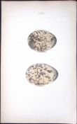 Oyster Catcher -William Hewitson Antique Nests & Eggs of British Birds Print-78