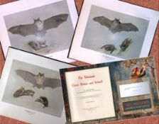 Job-Lot J.G. Millais Rare Limited-Edition The Bat Family Antique Prints-5