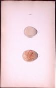 Patridge Species -William Hewitson Antique Nests & Eggs of British Birds Print-46