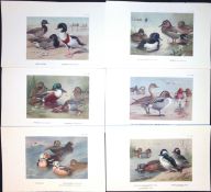 Job-Lot 15 Species Duck & Goose Archibald Thorburn Antique Bird Prints-4.