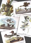 Job-Lot John James Audubon Birds of America 72-Year-Old Coloured Book Plates-14