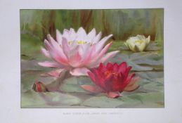Hardy Water-Lillies Flower Antique Edwardian Robert Thompson Coloured Print-8