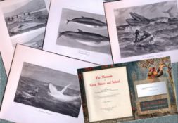 Job-Lot J.G. Millais Rare Limited-Edition The Whale Family Species Antique Prints-10
