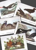 Job-Lot John James Audubon Birds of America 72-Year-Old Coloured Book Plates-32