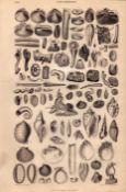 Conchology Study of Seashells 90 Illustrations Antique 154 Yrs-Old Steel Engraving -18.