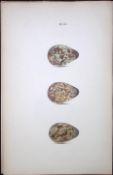 Jacksnipe Species -William Hewitson Antique Nests & Eggs of British Birds Print-88