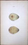 Bar Tailed Godwit -William Hewitson Antique Nests & Eggs of British Birds Print-86
