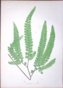 Adiantum Fulvum Fern Antique Shirley Hibbard Greenhouse Coloured Print-5