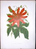 Banana Passionfruit Flower Antique Shirley Hibbard Greenhouse Coloured Print-30