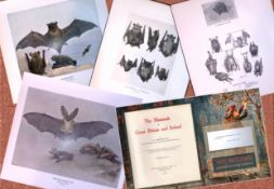 Job-Lot J.G. Millais Rare Limited-Edition The Bat Family Antique Prints-4