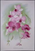 Dendrobium Orchid Flower Antique Edwardian Robert Thompson Print-11
